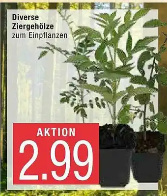 Marktkauf Diverse Ziergehölze Angebot