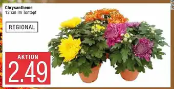 Marktkauf Regional Chrysantheme Angebot