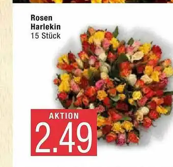 Marktkauf Rosen Harlekin Angebot