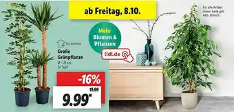 Lidl Große Grünpflanze Angebot