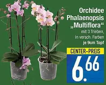 Marktkauf Orchidee Phalaenopsis „multiflora” Angebot