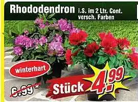 Wiglo Wunderland Rhododendron Angebot