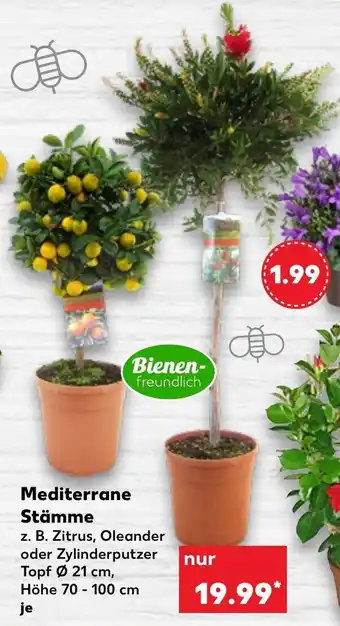 Kaufland Mediterrane Stämme Angebot