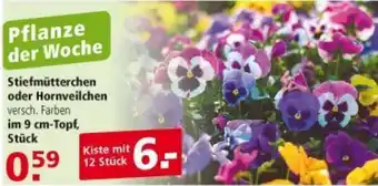 Multi Markt Stiefmütterchen oder Hornveilchen Angebot