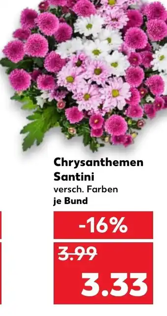 Kaufland Chrysanthemen Santini Angebot