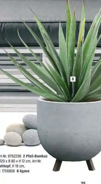 Agave Angebot bei OBI