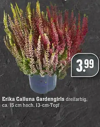 Edeka Erika Calluna Gardengirls Angebot