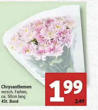 Marktkauf Chrysanthemen Angebot