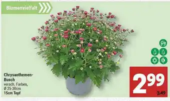 Marktkauf Chrysanthemen-busch Angebot