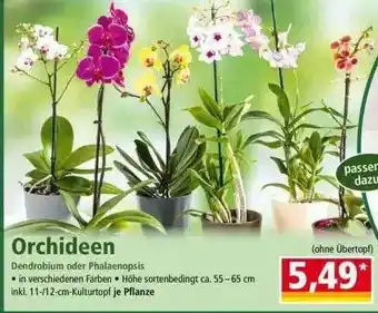 Norma Orchideen Angebot