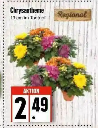 Edeka Chrysantheme Angebot