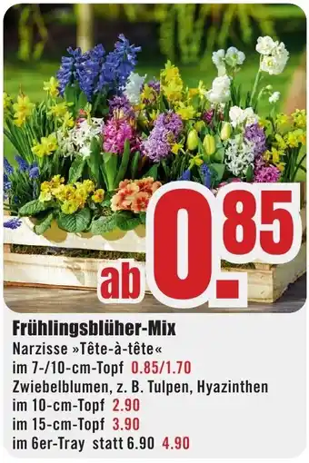 B1 Discount Baumarkt Frühlingsblüher-Mix Angebot