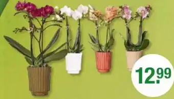 V Markt Schmetterlingsorchidee Angebot