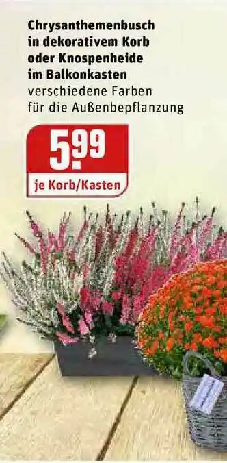 REWE Kaufpark Chrysanthemenbusch In Dekorativem Korb Oder Knospenheide Im Balkonkasten Angebot