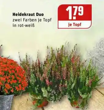 REWE Kaufpark Heidekraut Duo Angebot