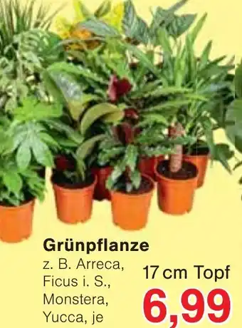 Wiglo Wunderland Grünpflanze 17 cm Topf Angebot