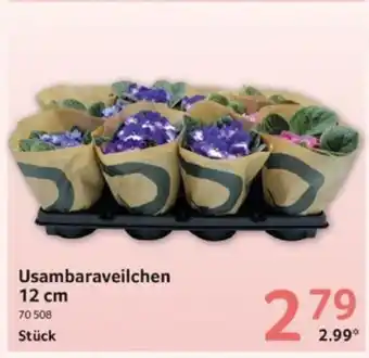 Selgros Usambaraveilchen 12 cm Stück Angebot