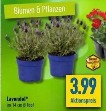 diska Lavendel Angebot