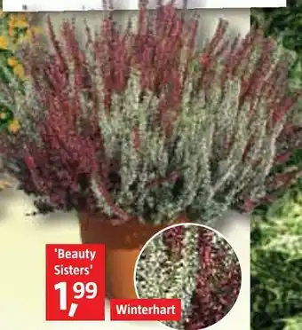 Bauhaus Sommerheide calluna Angebot