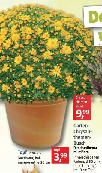 Bauhaus Garten chrysanthemen busch oder topf Angebot