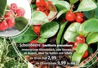 Bauhaus Scheinbeere Angebot