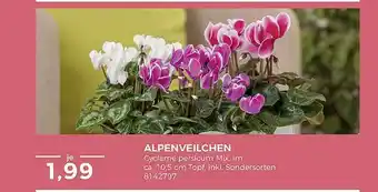 BBM Baumarkt Alpenveilchen Angebot