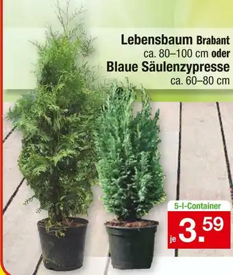 Zimmermann Lebensbaum brabant oder blaue säulenzypresse Angebot