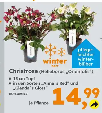 Globus Baumarkt Christrose (Helleborus ,,Orientalis") Angebot