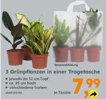 Globus Baumarkt 3 Grünpflanzen in einer Tragetasche Angebot