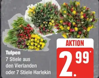 Edeka Tulpen Angebot