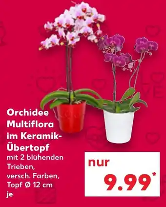 Kaufland Orchidee Multiflora im Keramik-Übertopf Angebot