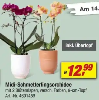 toom Baumarkt Midi-Schmetterlingsorchidee Angebot