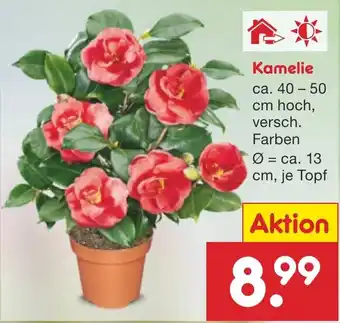 Netto Marken-Discount Kamelie Angebot