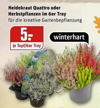 REWE Heidekraut Quattro Oder Herbstflanzen Im 6er Tray Angebot