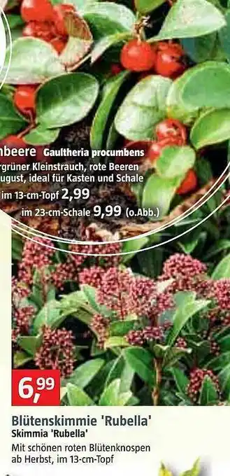 Bauhaus Blütenskimmie 'rubella' Angebot