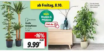 Lidl Große grünpflanze Angebot