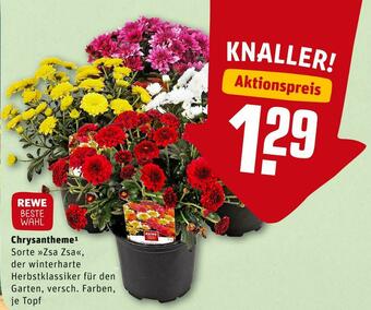 REWE Rewe beste wahl chrysantheme Angebot