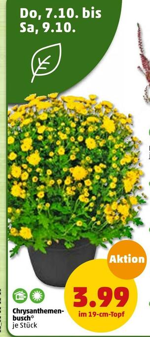 PENNY Chrysanthemen-busch Angebot