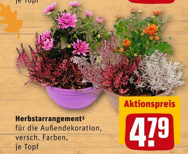 euphorbia zimmerpflanzen Euphorbia curvirama SAMEN main image 0