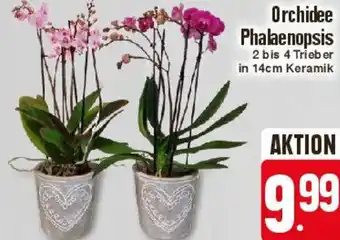 Edeka Orchidee Phalaenopsis Angebot