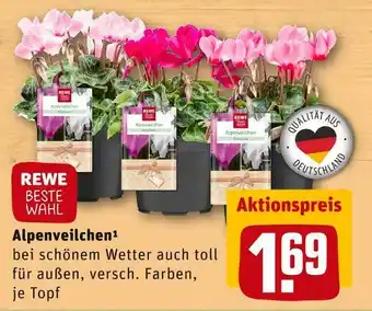 REWE Rewe beste wahl alpenveilchen Angebot