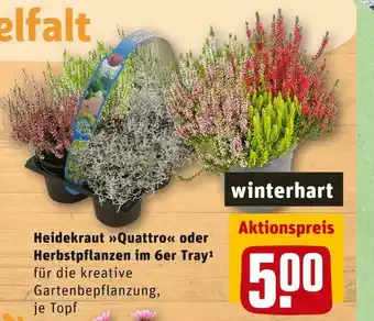 REWE Heidekraut »quattro« oder herbstpflanzen Angebot