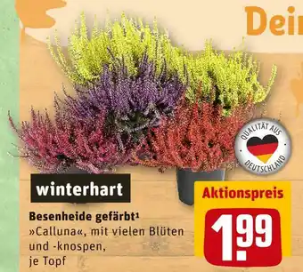 REWE Besenheide gefärbt Angebot