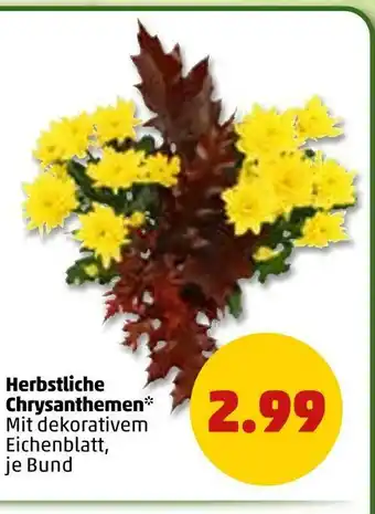 PENNY Herbstliche chrysanthemen Angebot