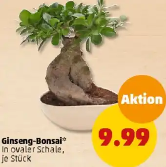 PENNY Ginseng-Bonsai Angebot