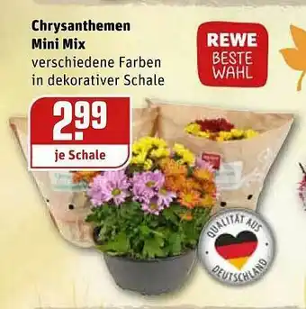 REWE Kaufpark Chrysanthemen Mini Mix Angebot