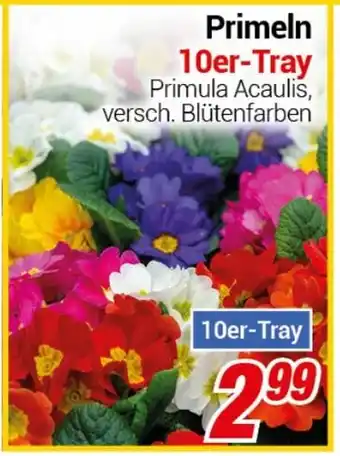 CENTERSHOP Primeln 10er-Tray Angebot