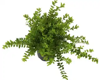 Hornbach Heckenmyrte FloraSelf Lonicera nitida 'Maigrün' 20/30 Triebe Ø 13 cm Topf Angebot