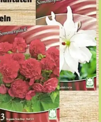 Thomas Philipps Frühjahrs-Blumenzwiebeln Angebot