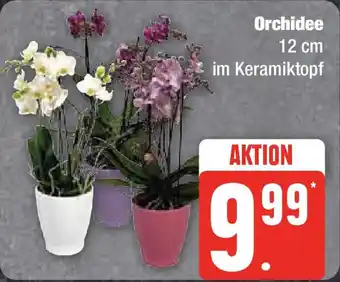 Edeka Orchidee 12 cm Angebot